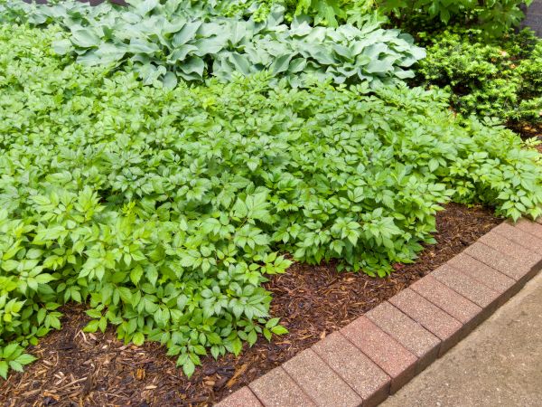 Brick Border Installation in Rockville
